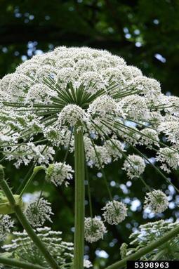 giant hogweed, Heracleum mantegazzianum  (Apiales: Apiaceae) - 5398963