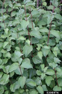 bloodtwig dogwood, Cornus sanguinea  (Cornales: Cornaceae) - 5398974