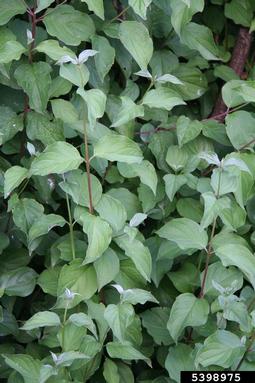 bloodtwig dogwood, Cornus sanguinea  (Cornales: Cornaceae) - 5398975