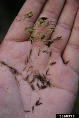 turnip-root chervil, Chaerophyllum bulbosum  (Apiales: Apiaceae) - 5398976