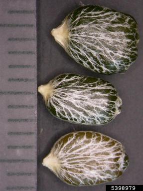 mistletoe, Viscum album ssp. abietis (Santalales: Viscaceae) - 5398979