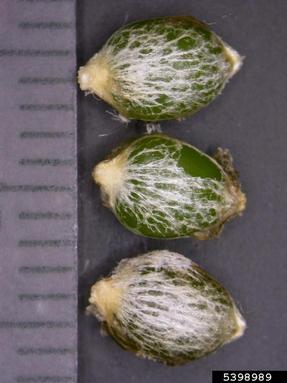 European mistletoe variety, Viscum album ssp. austriacum (Santalales: Viscaceae) - 5398989