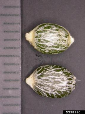 European mistletoe variety, Viscum album ssp. austriacum (Santalales: Viscaceae) - 5398990
