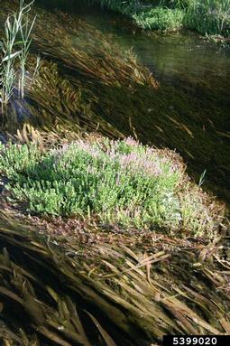 roundleaf toothcup, Rotala rotundifolia  (Myrtales: Lythraceae) - 5399020