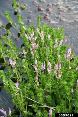 roundleaf toothcup, Rotala rotundifolia  (Myrtales: Lythraceae) - 5399022