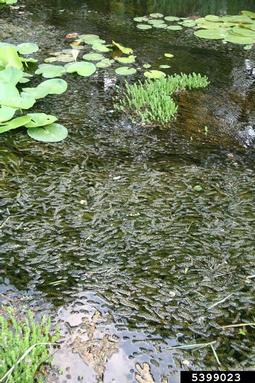 hydrilla, Hydrilla verticillata  (Hydrocharitales: Hydrocharitaceae) - 5399023