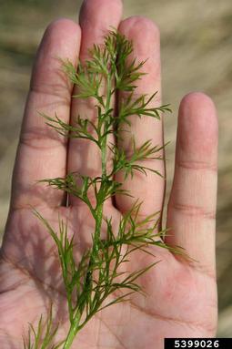 watersprite, Ceratopteris thalictroides  (Polypodiales: Parkeriaceae) - 5399026