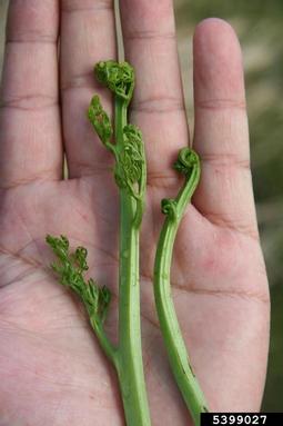watersprite, Ceratopteris thalictroides  (Polypodiales: Parkeriaceae) - 5399027