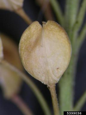 greenflower pepperweed, Lepidium densiflorum  (Capparales: Brassicaceae) - 5399036