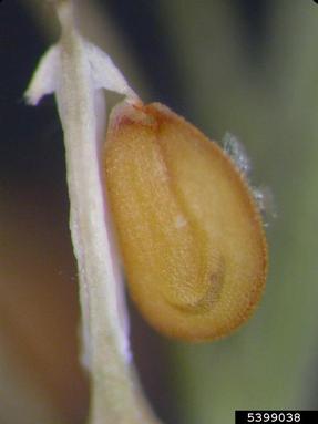greenflower pepperweed, Lepidium densiflorum  (Capparales: Brassicaceae) - 5399038