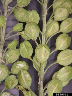 greenflower pepperweed, Lepidium densiflorum  (Capparales: Brassicaceae) - 5399041