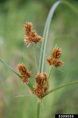 flatsedge, Cyperus glomeratus  (Cyperales: Cyperaceae) - 5399059