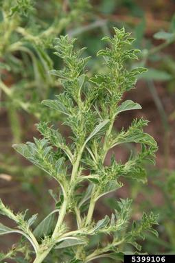 tumble pigweed, Amaranthus albus  (Caryophyllales: Amaranthaceae) - 5399106