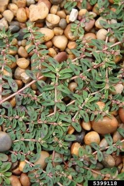 spotted spurge, Euphorbia maculata  (Euphorbiales: Euphorbiaceae) - 5399118