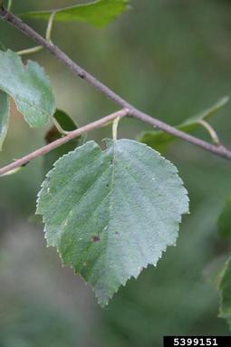 downy birch, Betula pubescens  (Fagales: Betulaceae) - 5399151