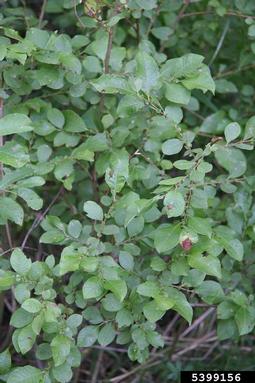 eared willow, Salix aurita  (Salicales: Salicaceae) - 5399156