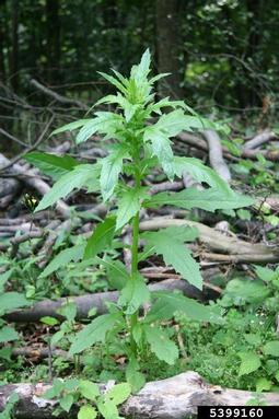 American burnweed, Erechtites hieraciifolius  (Asterales: Asteraceae) - 5399160