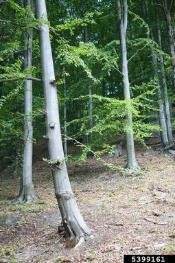 European beech, Fagus sylvatica  (Fagales: Fagaceae) - 5399161
