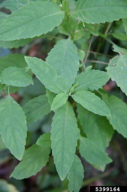 western touch-me-not, Impatiens noli-tangere  (Geraniales: Balsaminaceae) - 5399164