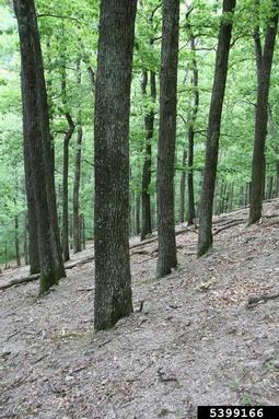 sessile oak, Quercus petraea  (Fagales: Fagaceae) - 5399166