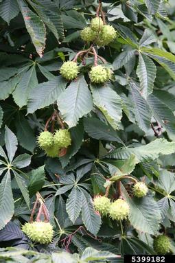 common horse chestnut, Aesculus hippocastanum  (Sapindales: Hippocastanaceae) - 5399182