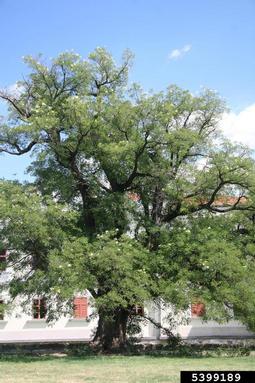 Japanese pagoda tree, Styphnolobium japonicum  (Fabales: Fabaceae (Leguminosae)) - 5399189
