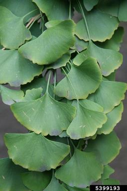 ginkgo, Ginkgo biloba  (Ginkgoales: Ginkgoaceae) - 5399193