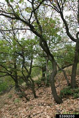 downy oak, Quercus pubescens  (Fagales: Fagaceae) - 5399200