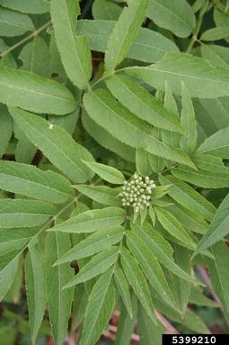 dwarf elderberry, Sambucus ebulus  (Dipsacales: Caprifoliaceae) - 5399210