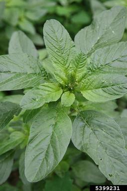 red amaranth, Amaranthus cruentus  (Caryophyllales: Amaranthaceae) - 5399231