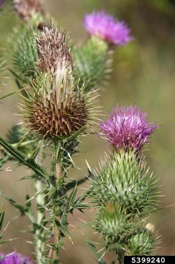 bull thistle, Cirsium vulgare  (Asterales: Asteraceae) - 5399240