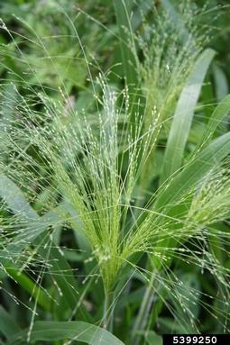witchgrass, Panicum capillare  (Cyperales: Poaceae) - 5399250