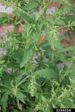 mexicantea, Dysphania ambrosioides  (Caryophyllales: Chenopodiaceae) - 5399258