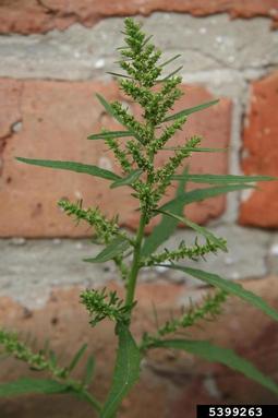 mexicantea, Dysphania ambrosioides  (Caryophyllales: Chenopodiaceae) - 5399263