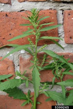 mexicantea, Dysphania ambrosioides  (Caryophyllales: Chenopodiaceae) - 5399265