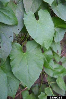 hedge bindweed, Calystegia sepium  (Solanales: Convolvulaceae) - 5399268