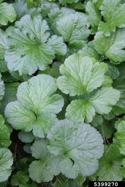 herb bennet, Geum urbanum  (Rosales: Rosaceae) - 5399270