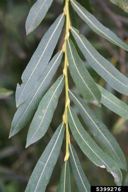 purpleosier willow, Salix purpurea  (Salicales: Salicaceae) - 5399276