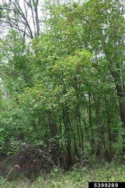 tatarian maple, Acer tataricum  (Sapindales: Aceraceae) - 5399289
