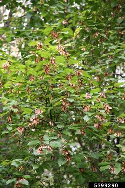 tatarian maple, Acer tataricum  (Sapindales: Aceraceae) - 5399290