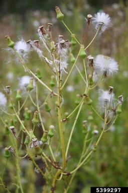 American burnweed, Erechtites hieraciifolius  (Asterales: Asteraceae) - 5399297