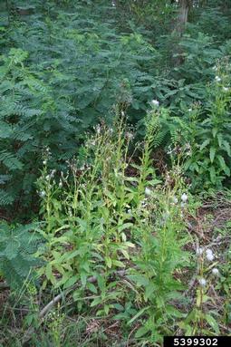 American burnweed, Erechtites hieraciifolius  (Asterales: Asteraceae) - 5399302