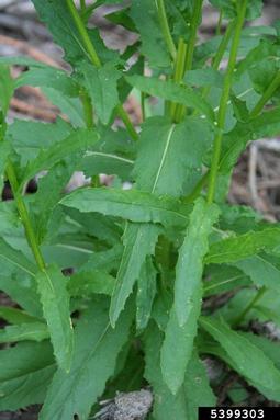 American burnweed, Erechtites hieraciifolius  (Asterales: Asteraceae) - 5399303