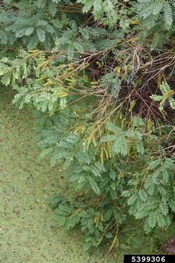 indigobush, Amorpha fruticosa  (Fabales: Fabaceae (Leguminosae)) - 5399306