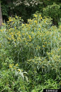 nodding beggarticks, Bidens cernua  (Asterales: Asteraceae) - 5399312