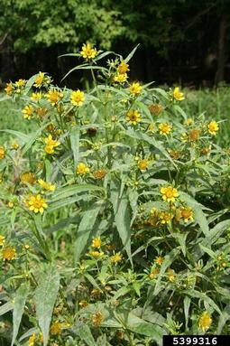 nodding beggarticks, Bidens cernua  (Asterales: Asteraceae) - 5399316