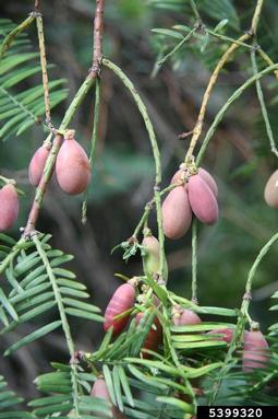 Japanese torreya, Torreya nucifera  (Taxales: Taxaceae) - 5399320