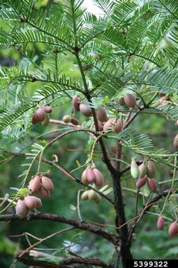 Japanese torreya, Torreya nucifera  (Taxales: Taxaceae) - 5399322