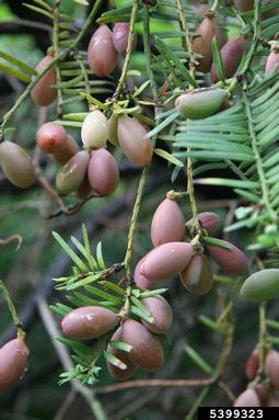 Japanese torreya, Torreya nucifera  (Taxales: Taxaceae) - 5399323