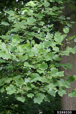 yellow-poplar, Liriodendron tulipifera  (Magnoliales: Magnoliaceae) - 5399330